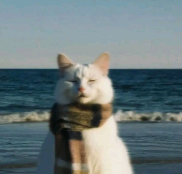 A cat at the shoreline